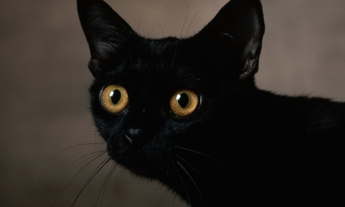 Охос азулес черный