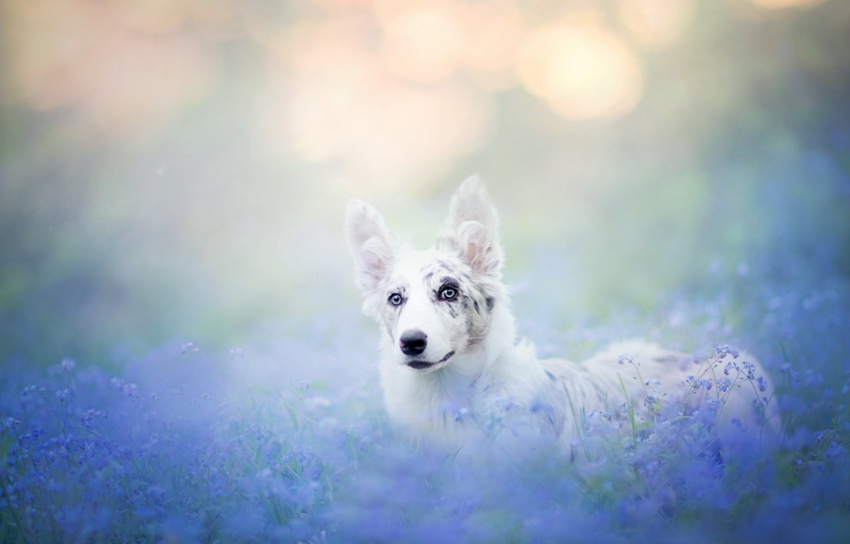 Бельгийская овчарка Эстетика