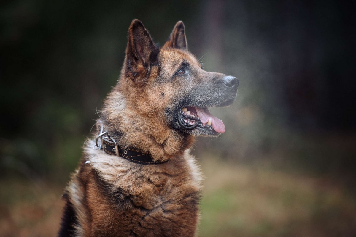 Красивые фотосессии собак