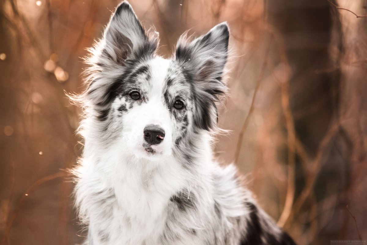 Лейкизм у немецкой овчарки