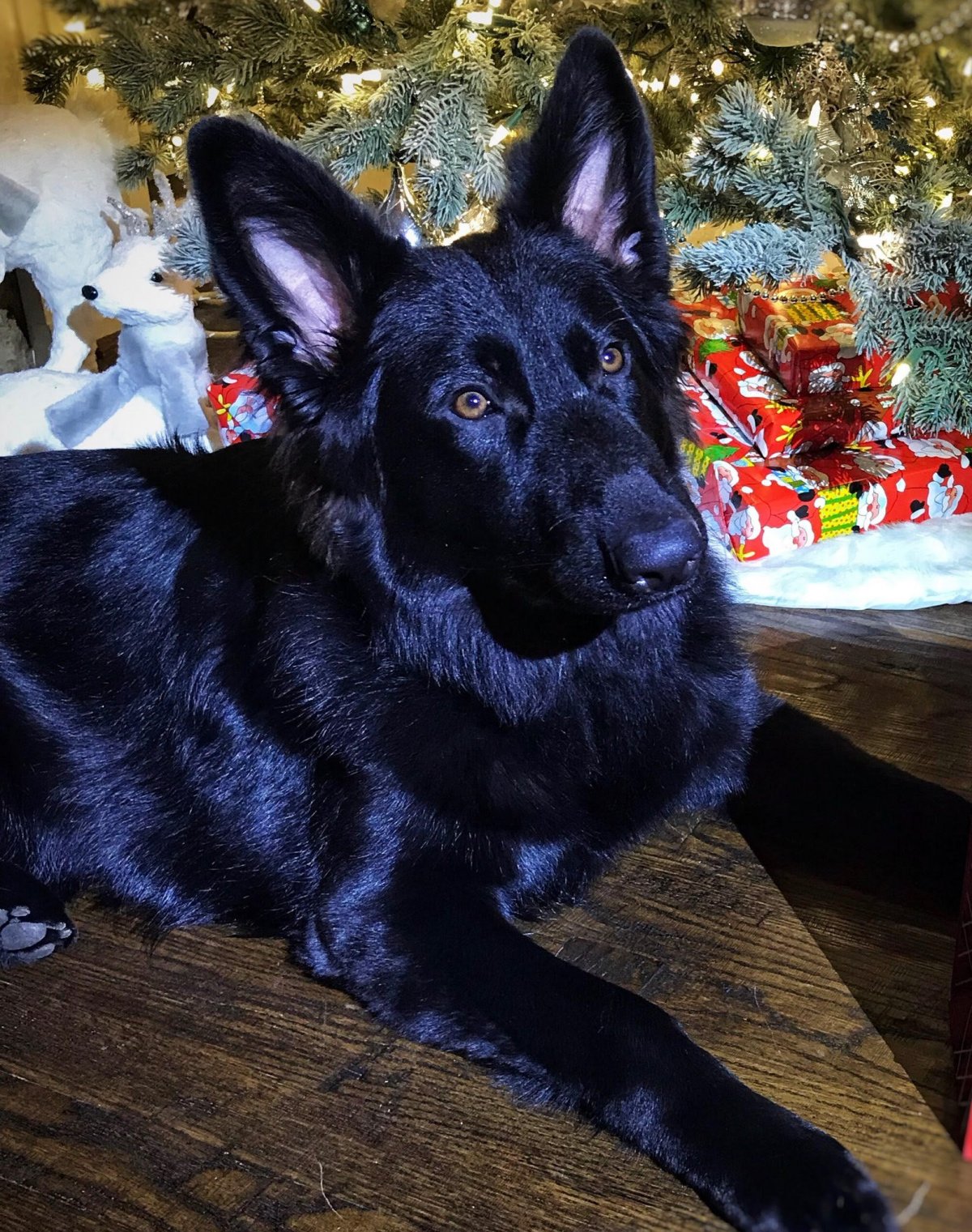 Малинуа собака