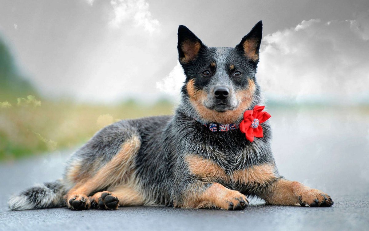 Немецкая овчарка агути