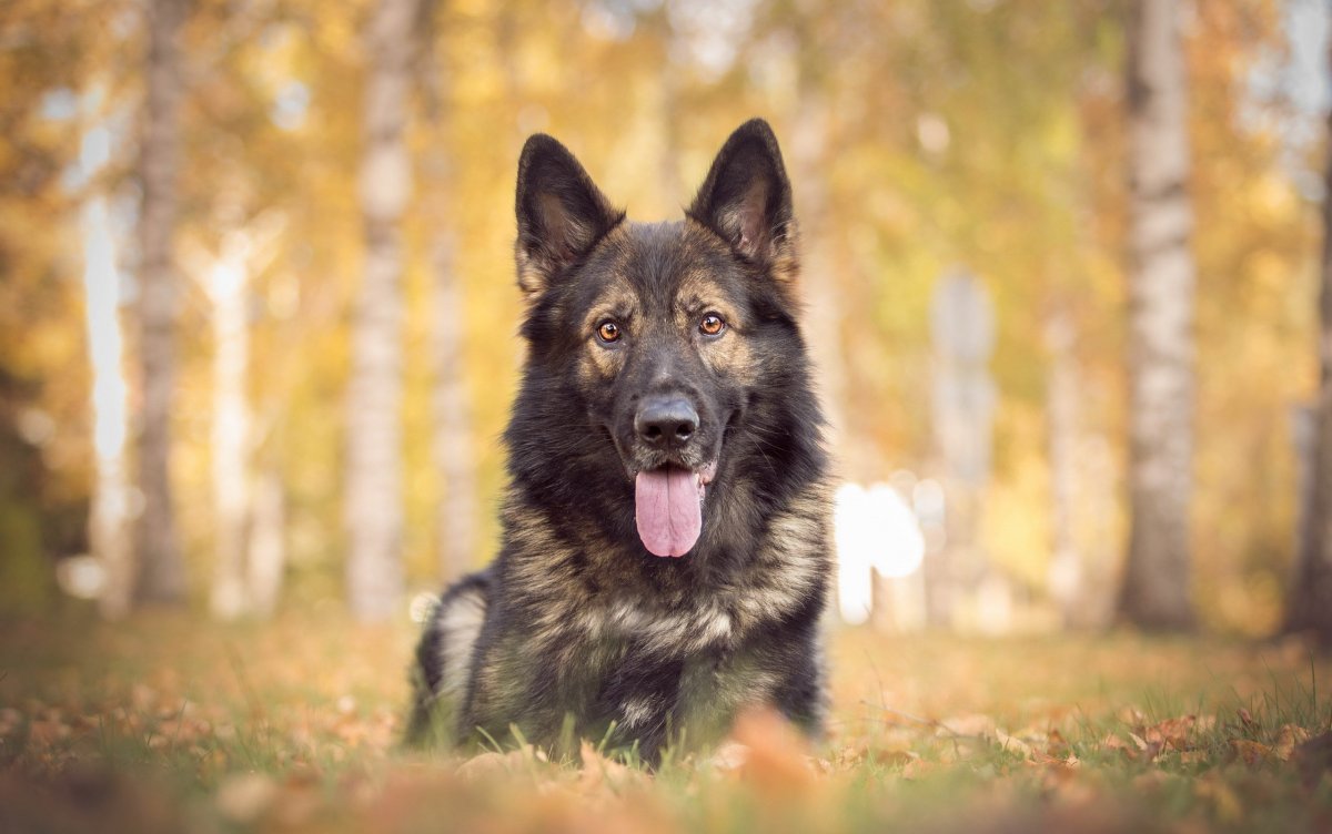 Малинуа щенки