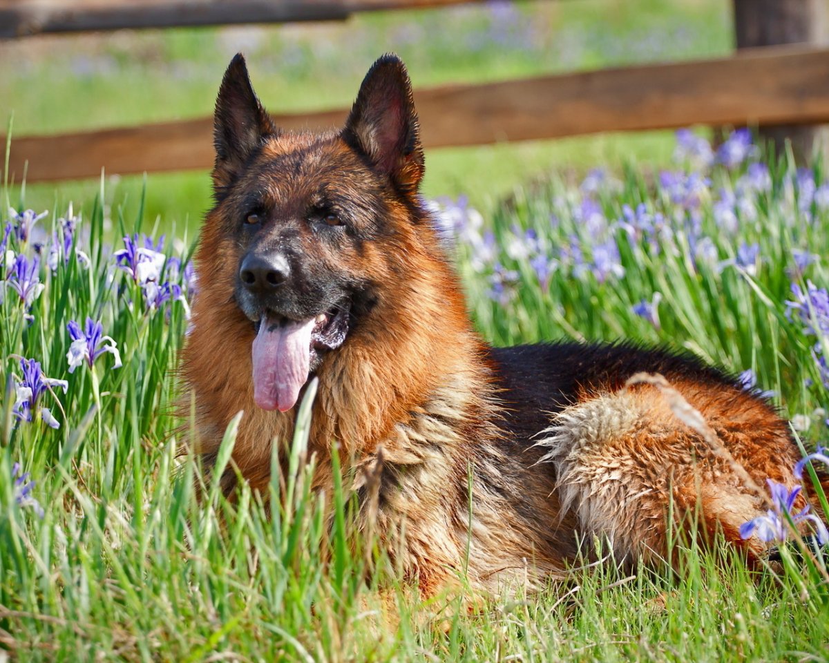 Лиловая немецкая овчарка