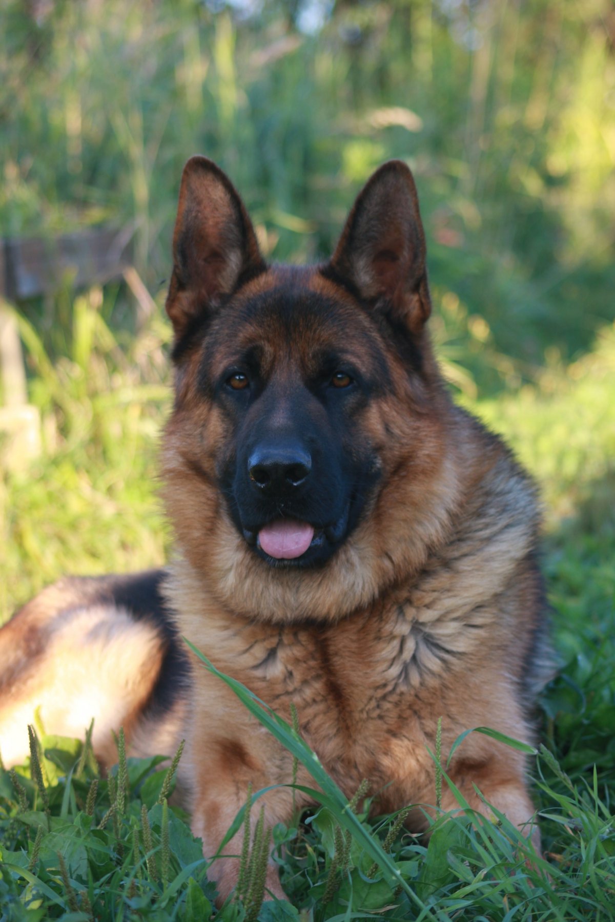 Немецкая овчарка Тассо