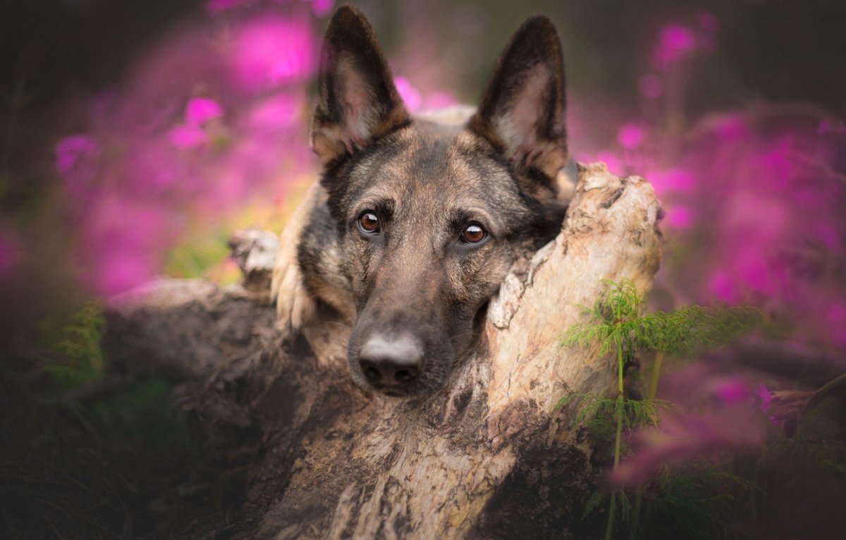 Австралийский Хилер и австралийская овчарка