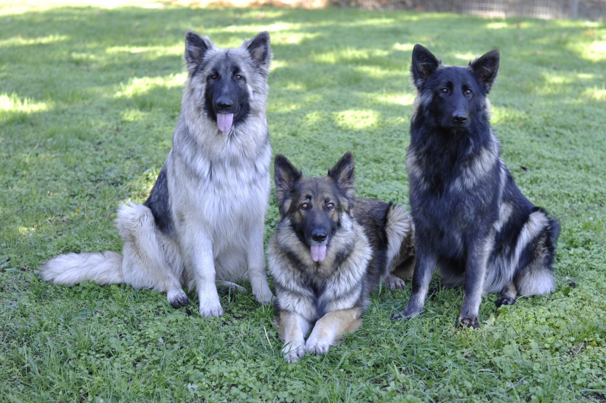 Хаски агути щенки