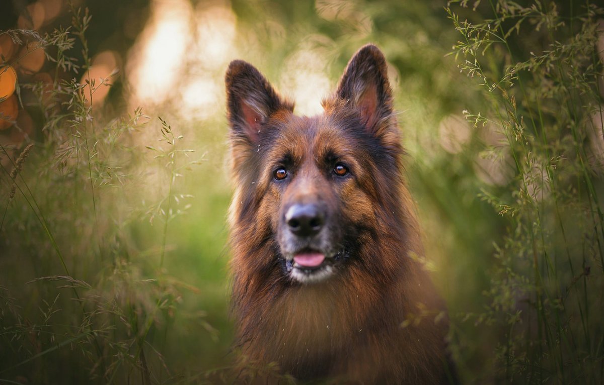 Овчарка Макс