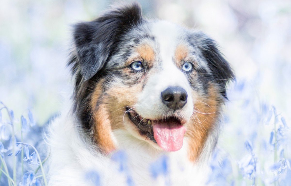 Белая швейцарская овчарка злая