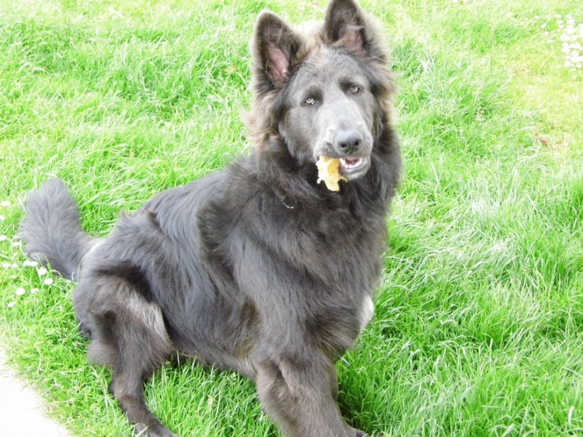 Метис хаски и овчарки