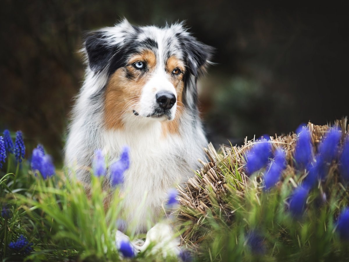 Австрийская овчарка черная