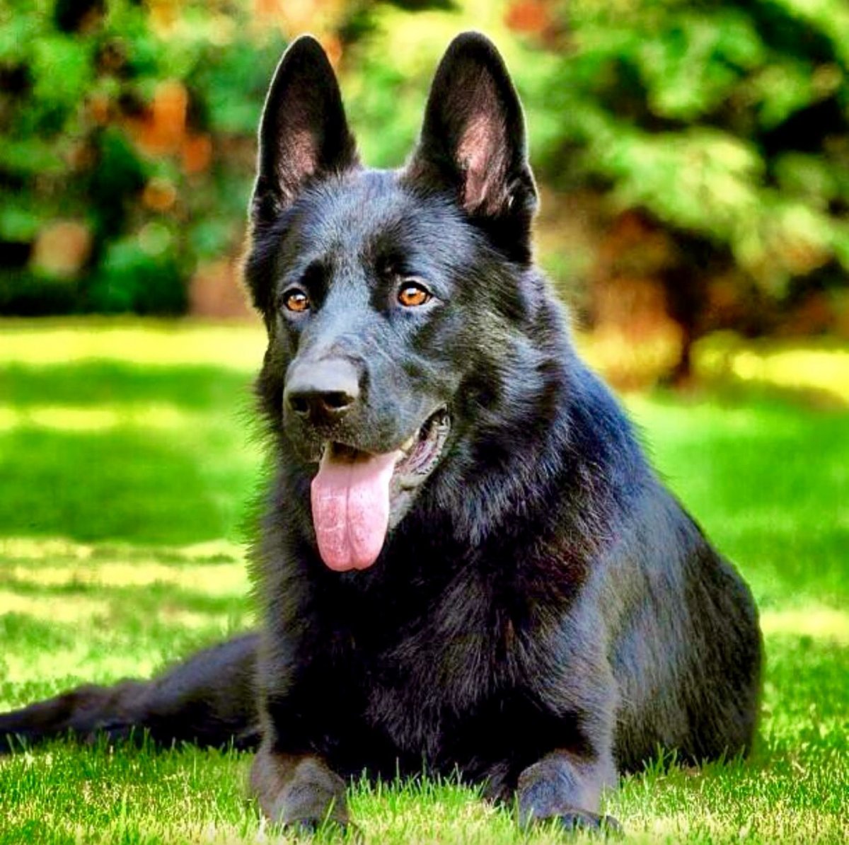 Немецкая овчарка Эстетика