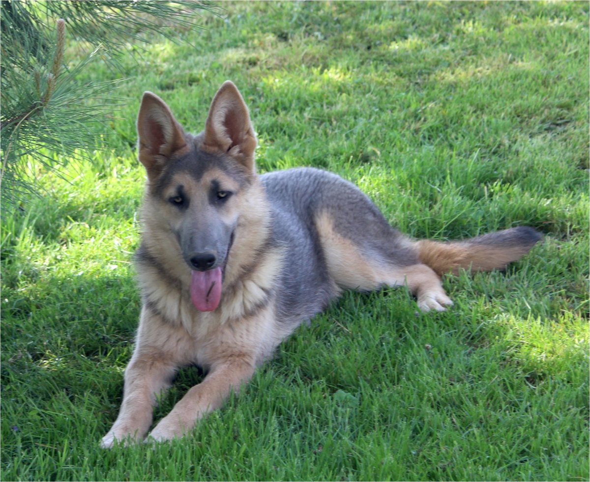 Хиллер Австралия собака