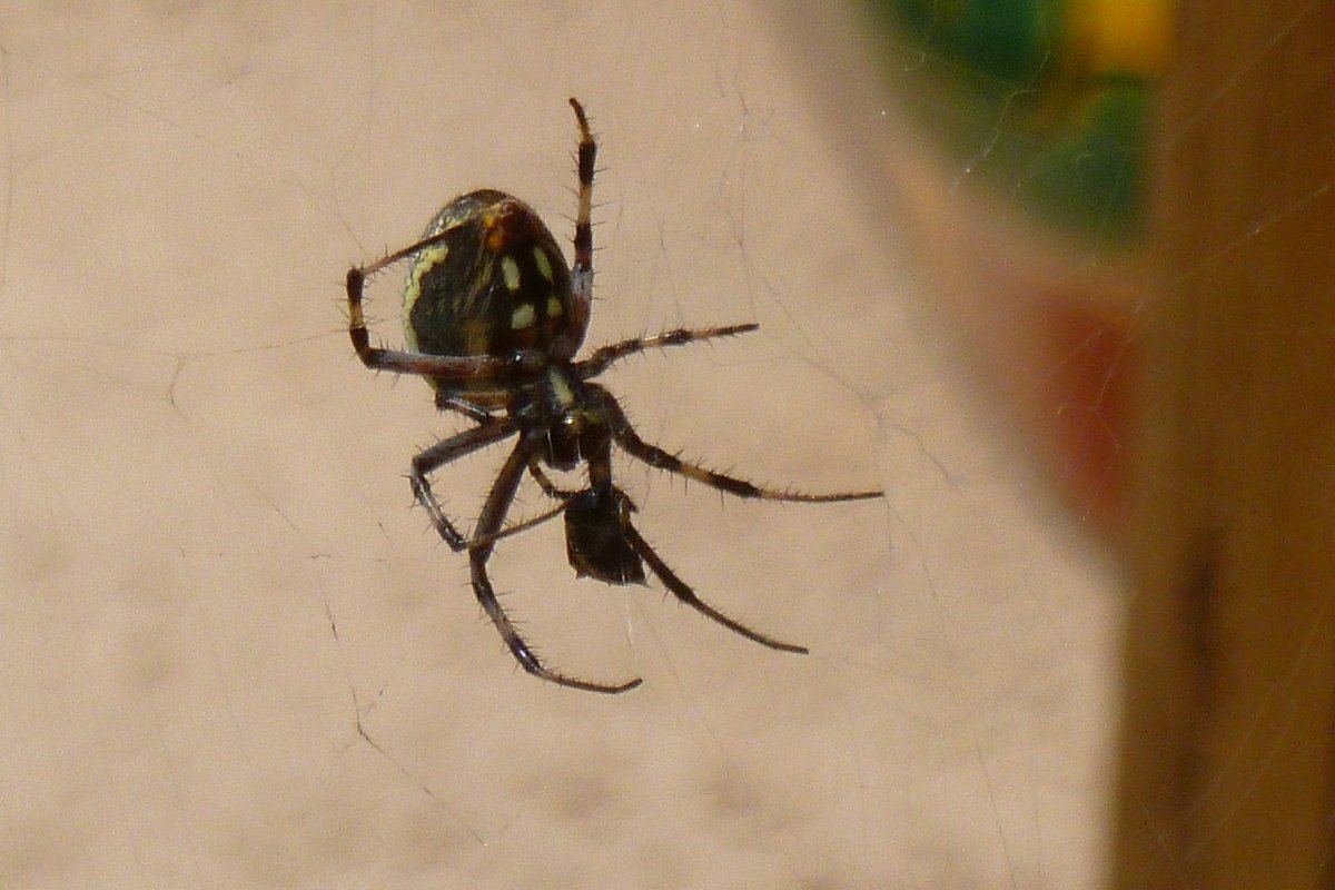 Паук оранжевый с черными точками