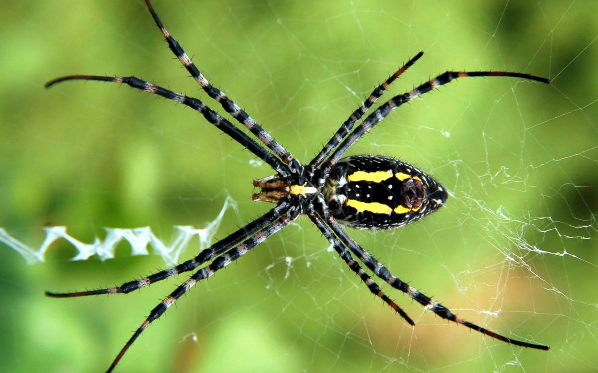 Маленький черный паук с белым крестом