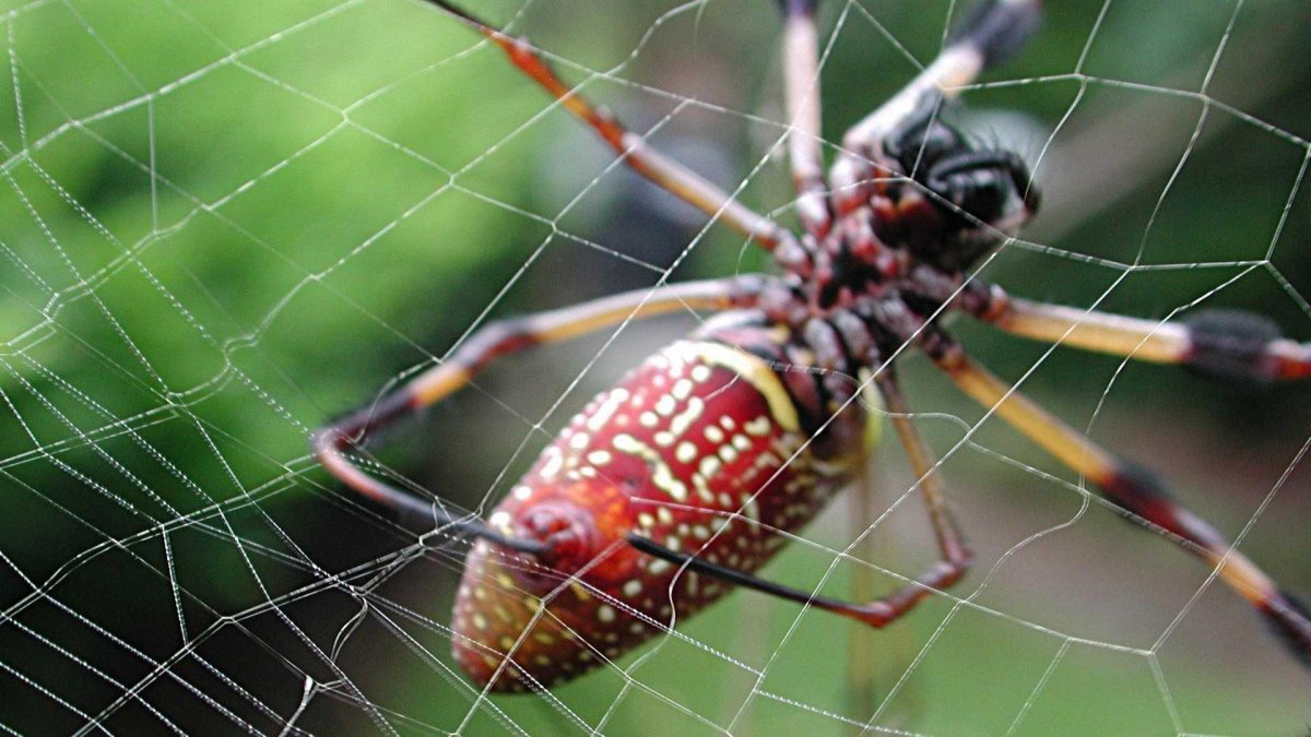 Пауки Сейшельских островов