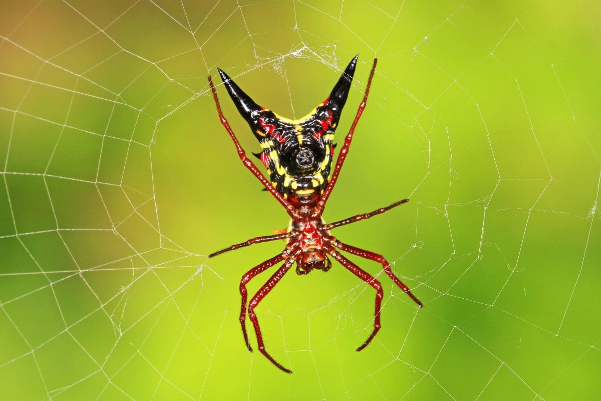 Паук Аргиопа