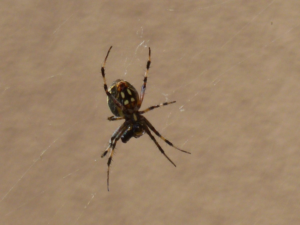 Ред Спайдер паук