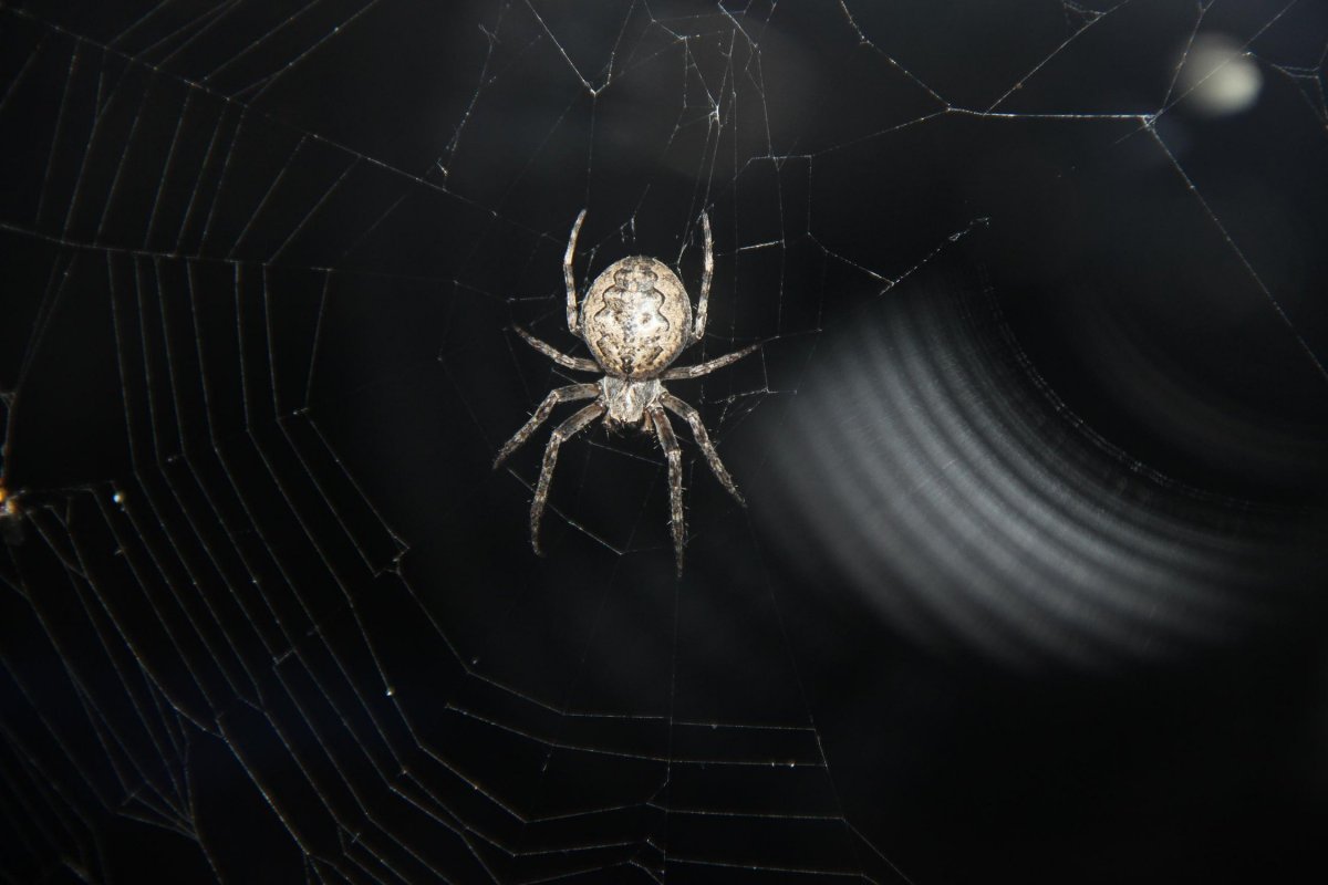 Паук крестовик желтый