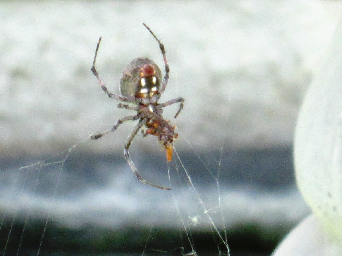 Паук крестовик рисунок