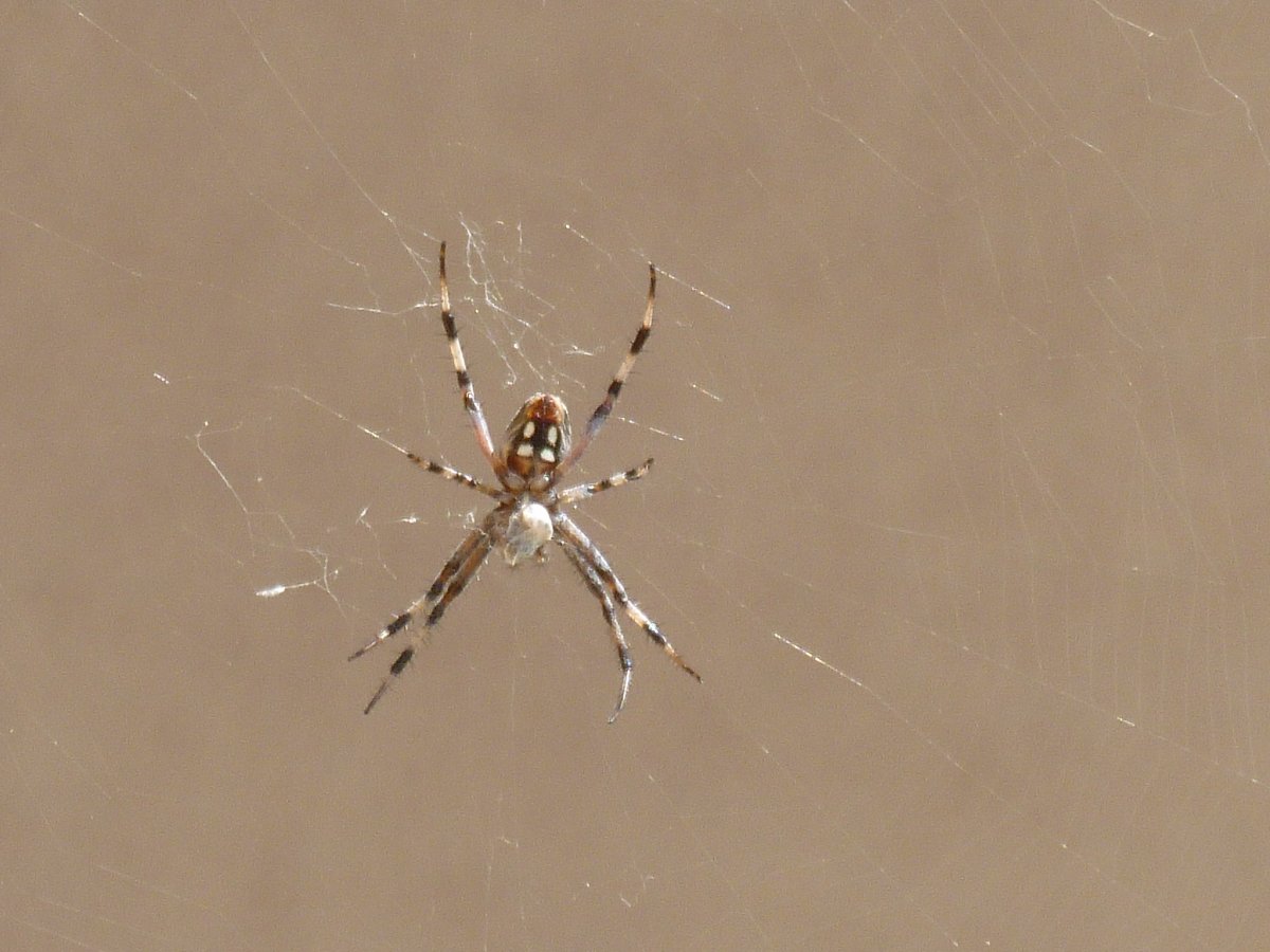 Паук крестовик