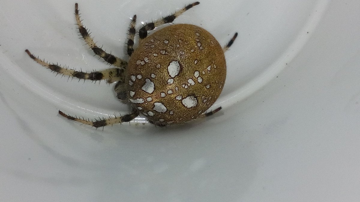 Стеатода треугольная