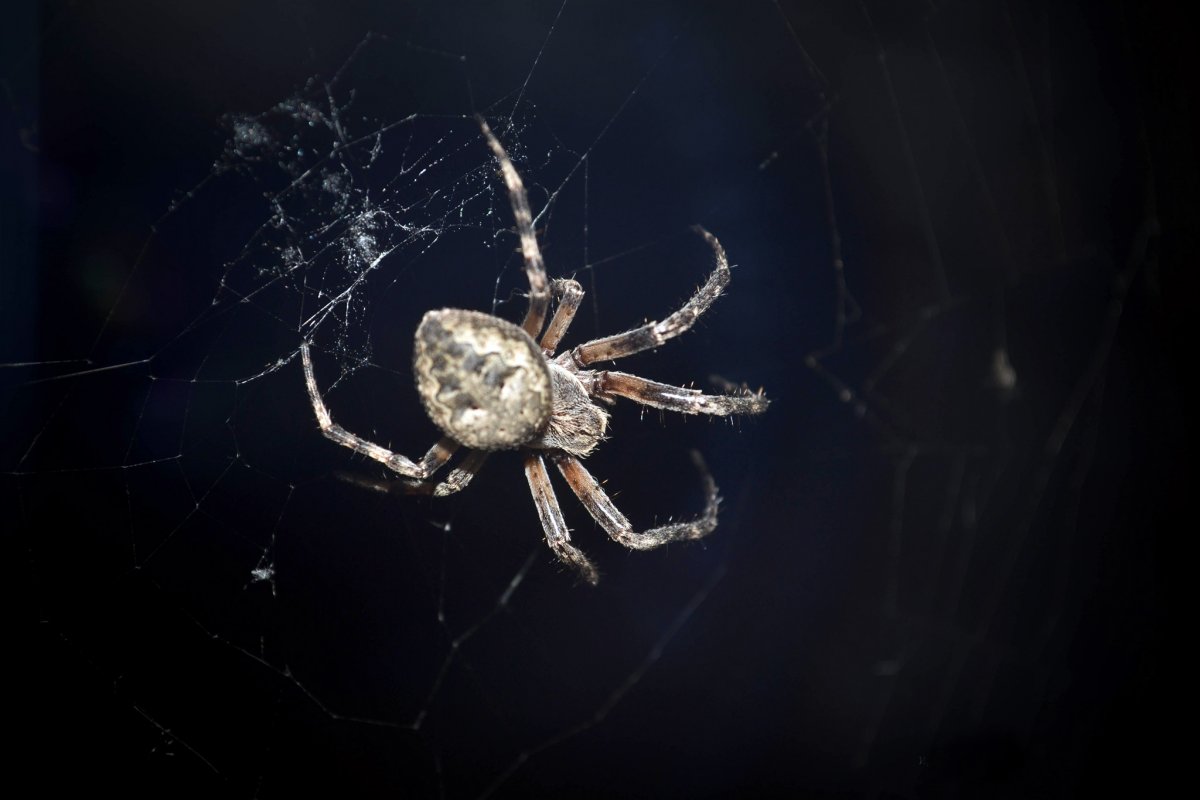 Все пауки крестовики чёрный из Челябинска