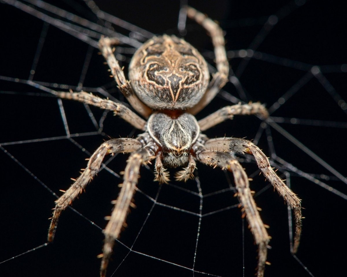 Паук Каракурт с белыми точками