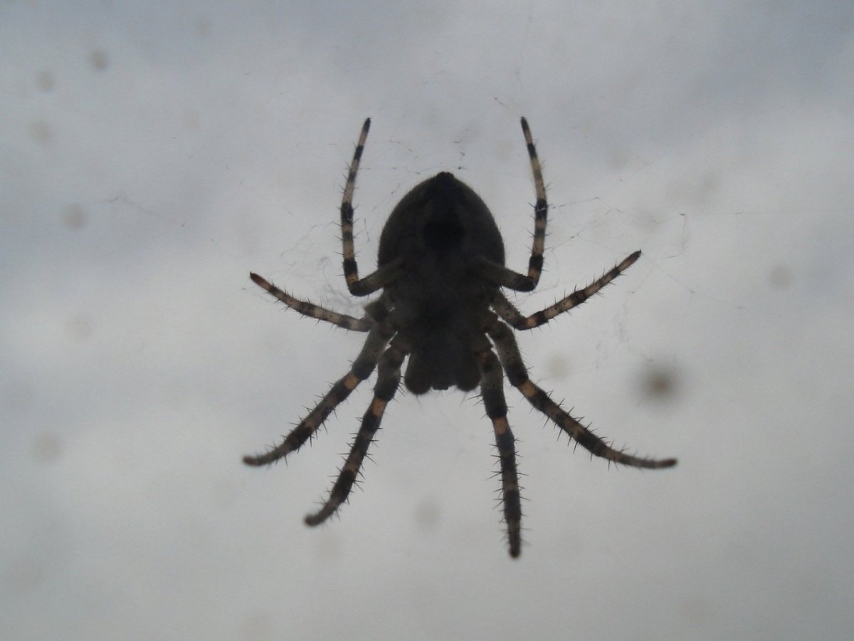 Паук с красным крестом