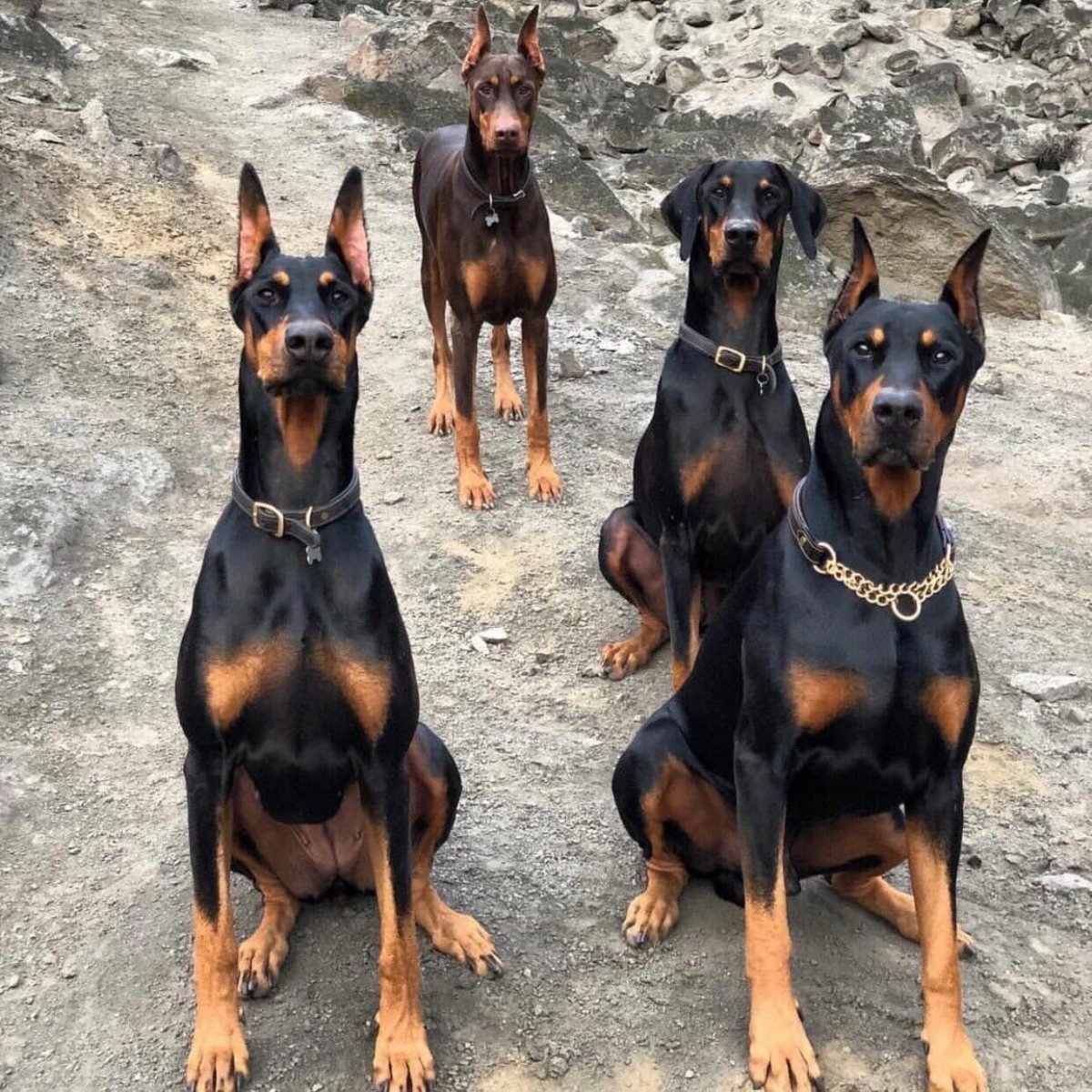 Мини Доберман немецкий Цвергпинчер