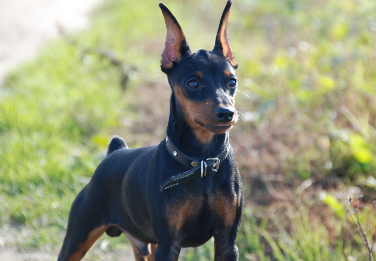 Мини Доберман Цвергпинчер