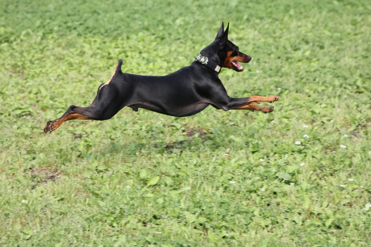 Цвергпинчер и Доберман