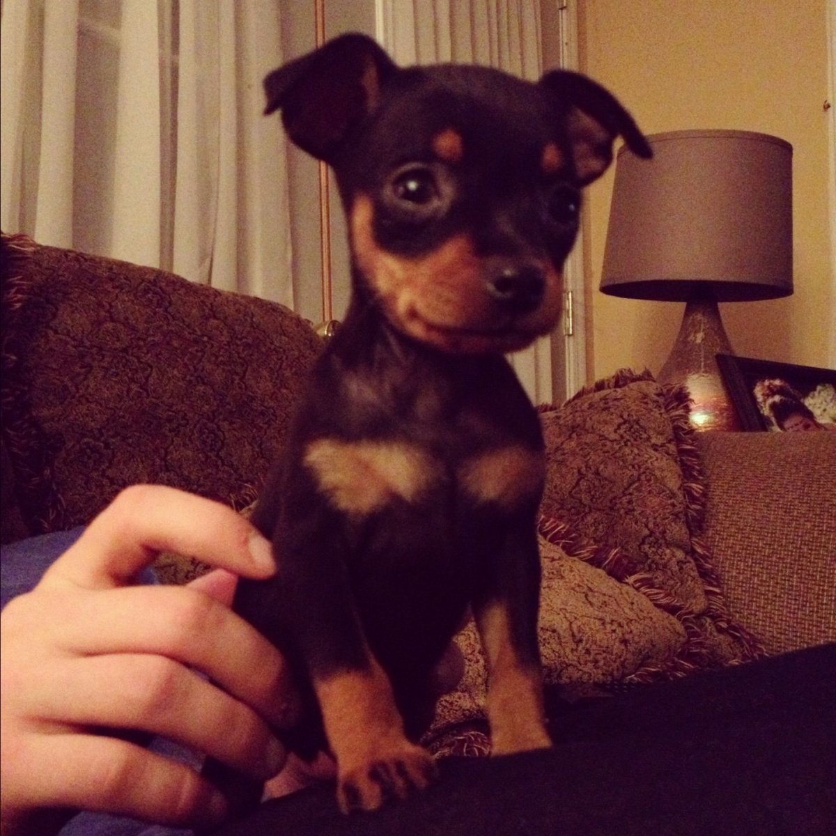 Маленький Доберман-пинчер