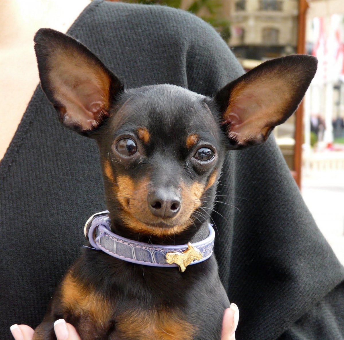 Доберман-пинчер сохры