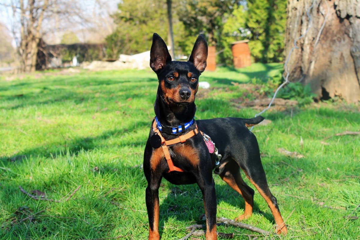 Мини Доберман-пинчер фото