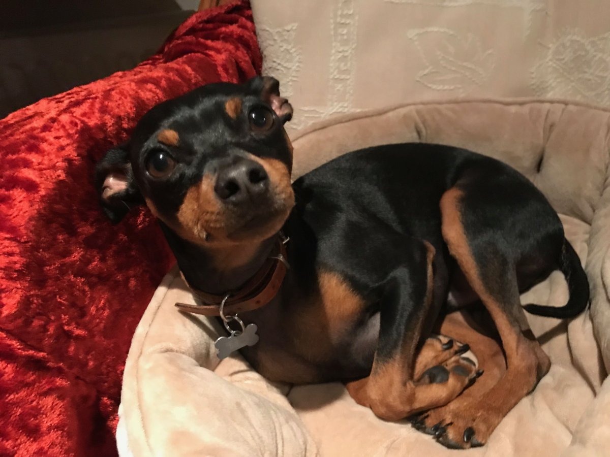 Карликовый пинчер вислоухий