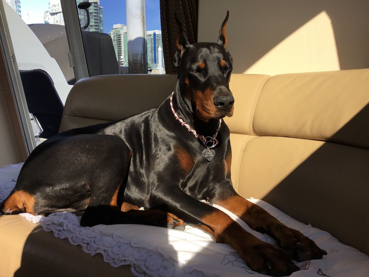 Доберман-пинчер щенок