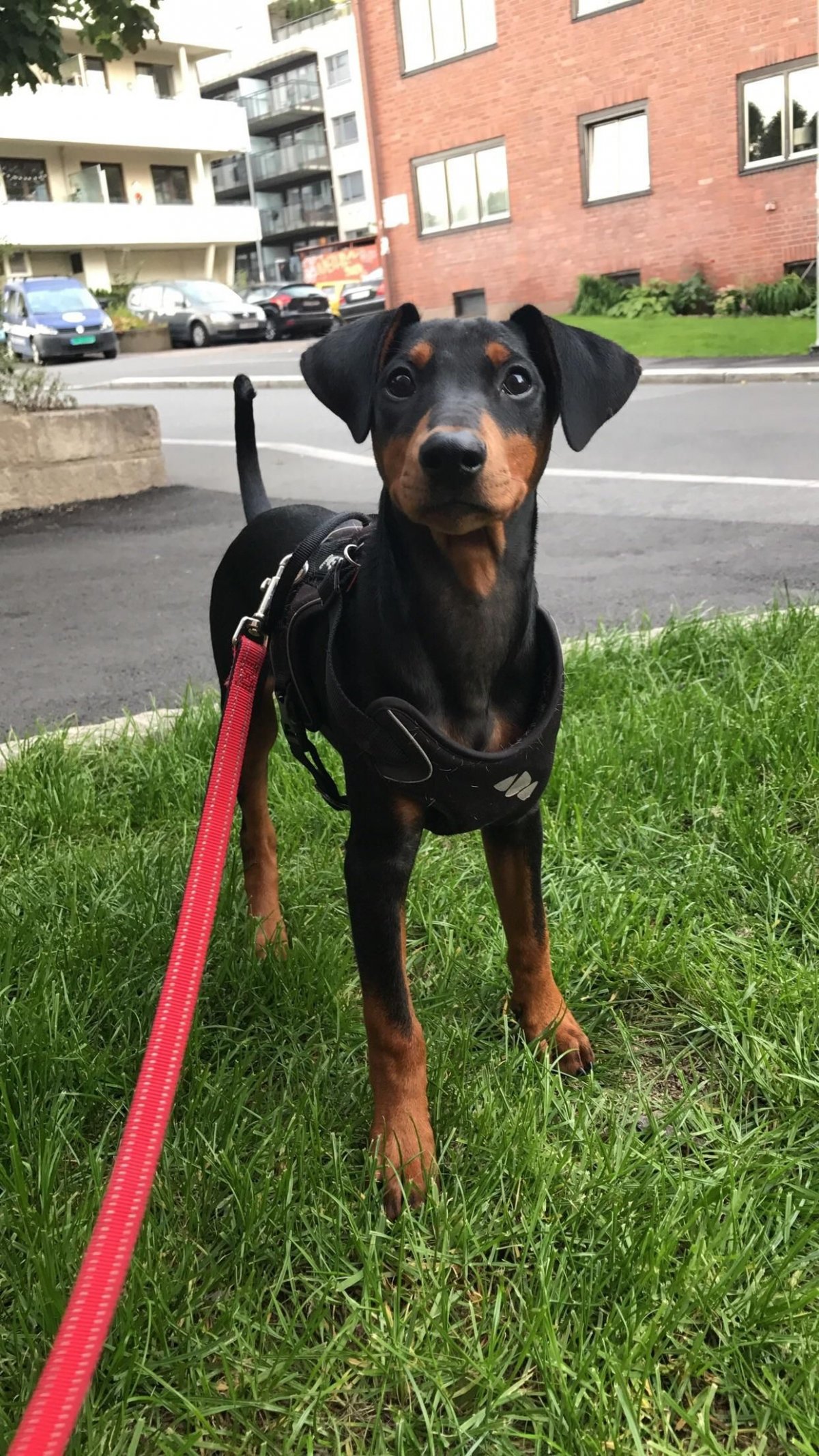 Карликовый пинчер да