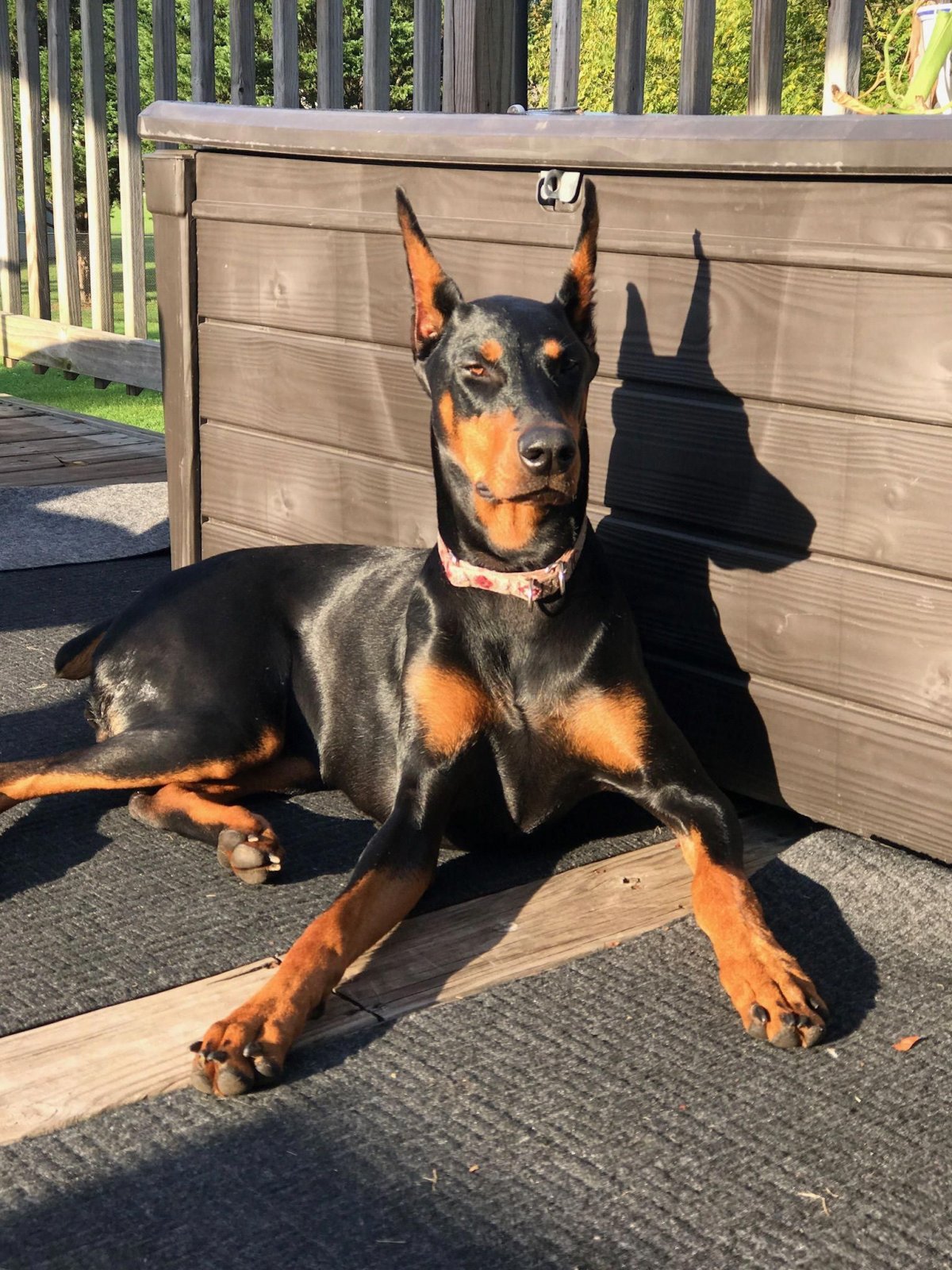 Порода Доберман-пинчер