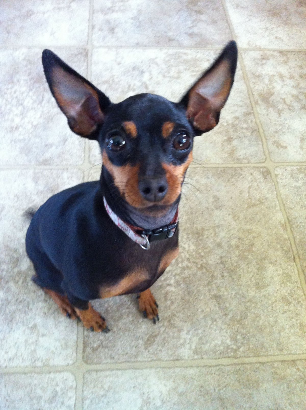 Доберман-пинчер шоколадный