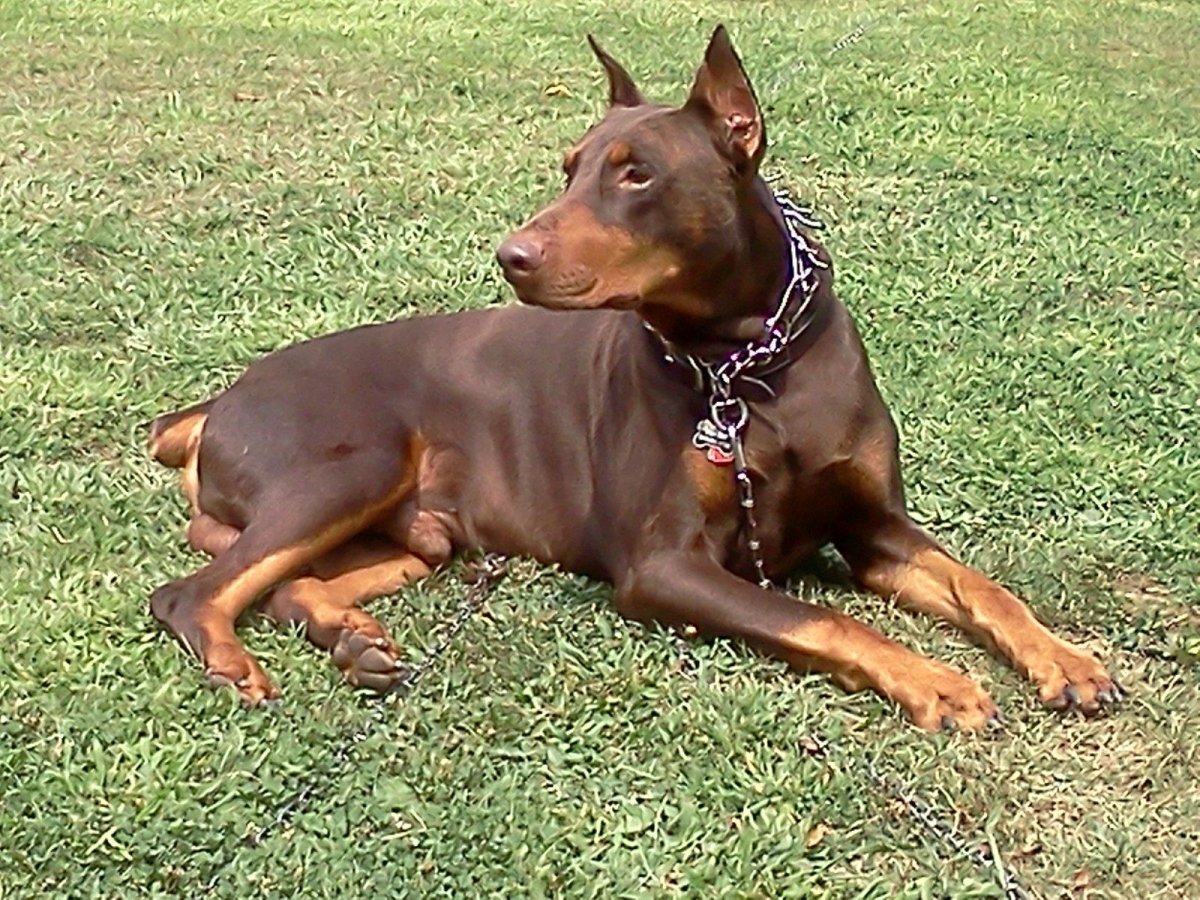 Карликовый пинчер и английский той-терьер