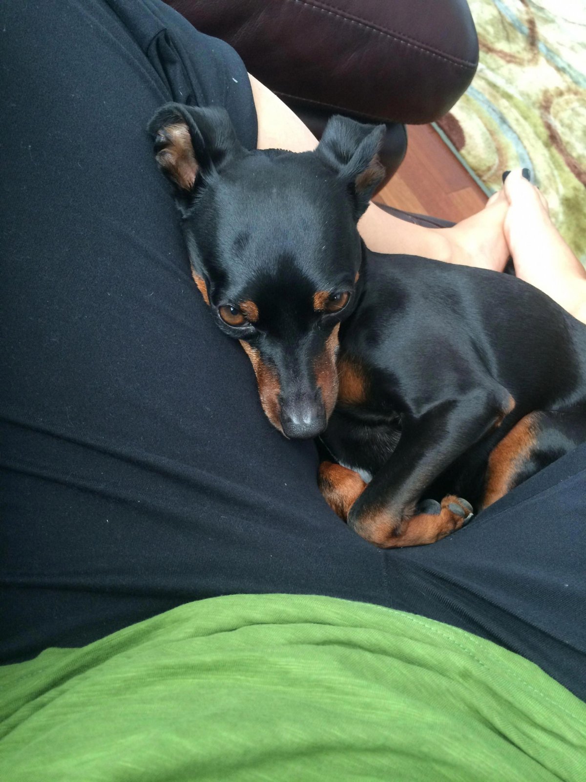 Цвергпинчер карликовый Доберман