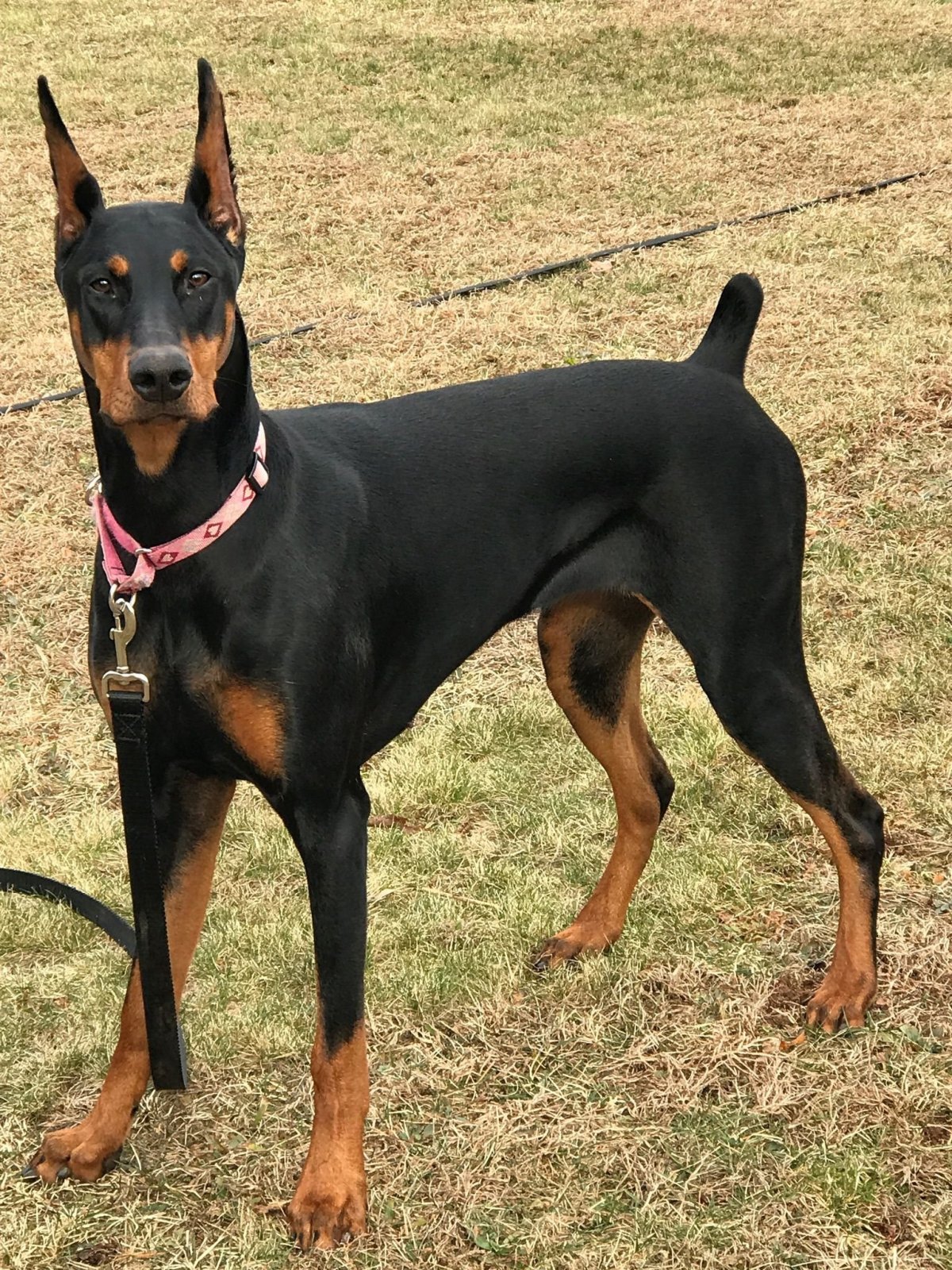 Мини Доберман-пинчер