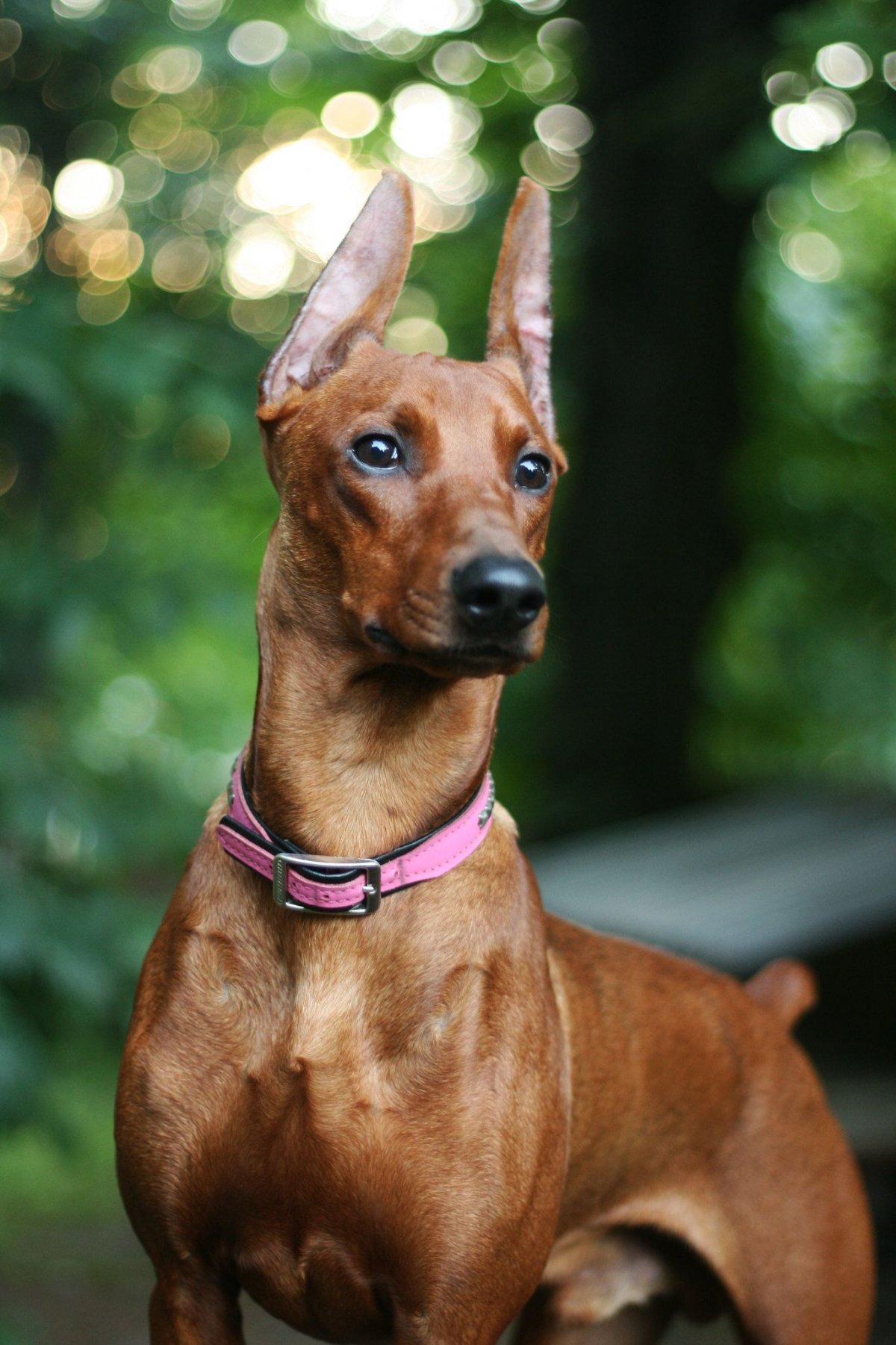 Королевский Доберман