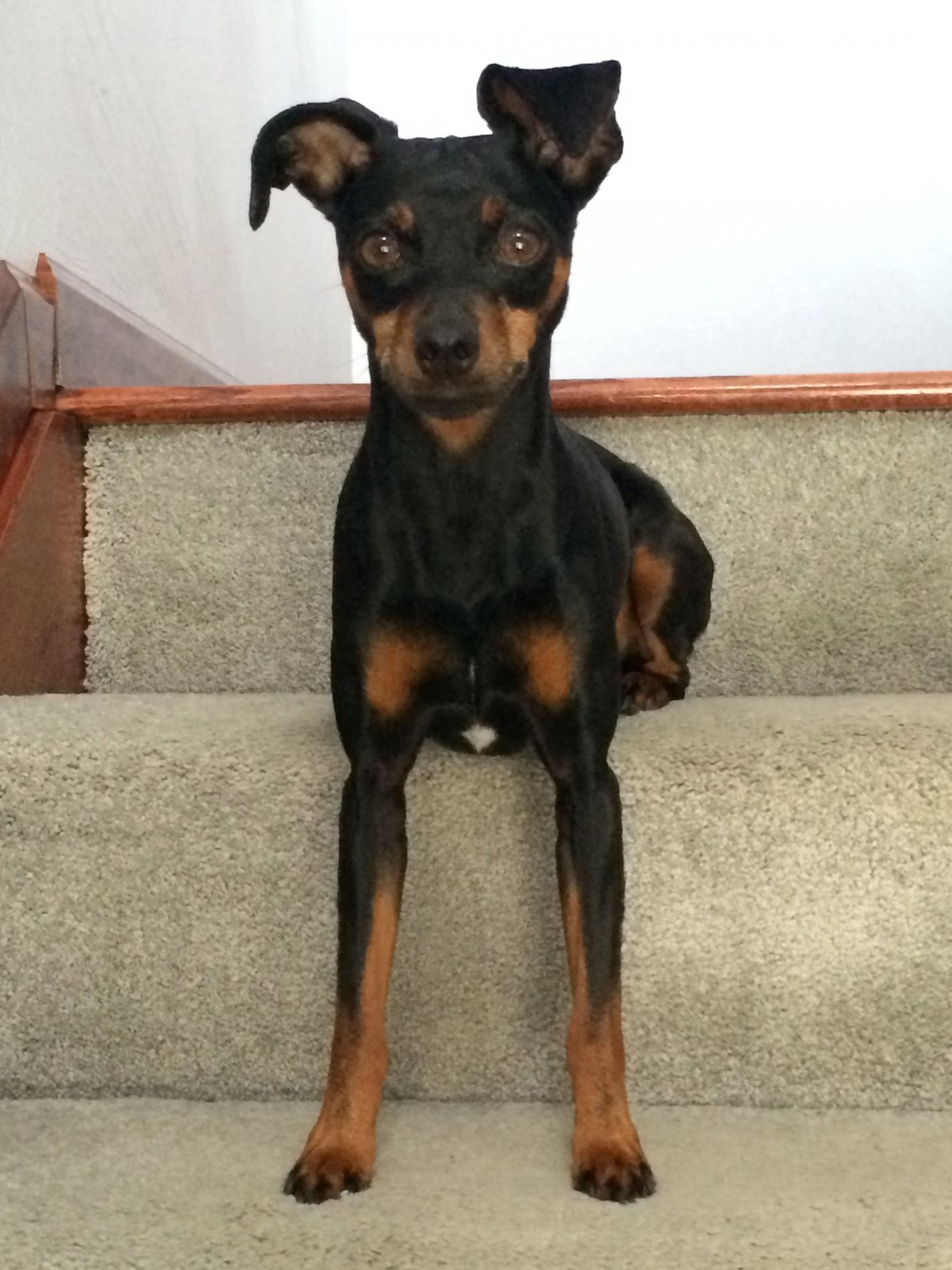 Доберман-пинчер щенок