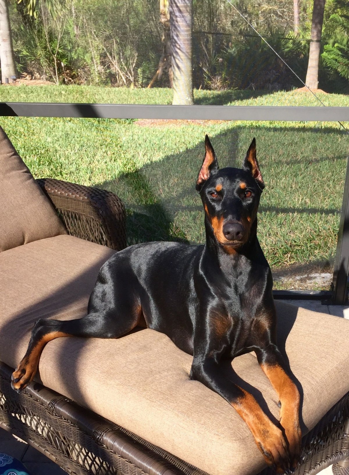 Цвергпинчер щенки фото