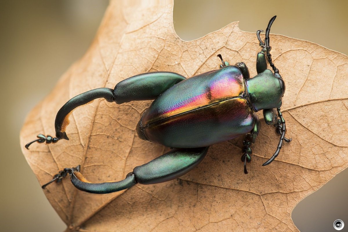 Cicindela coerulea