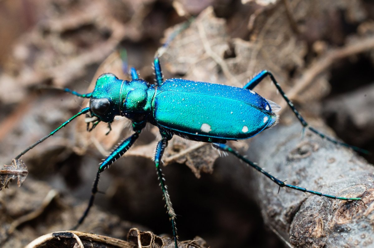 Жук нарывник черный
