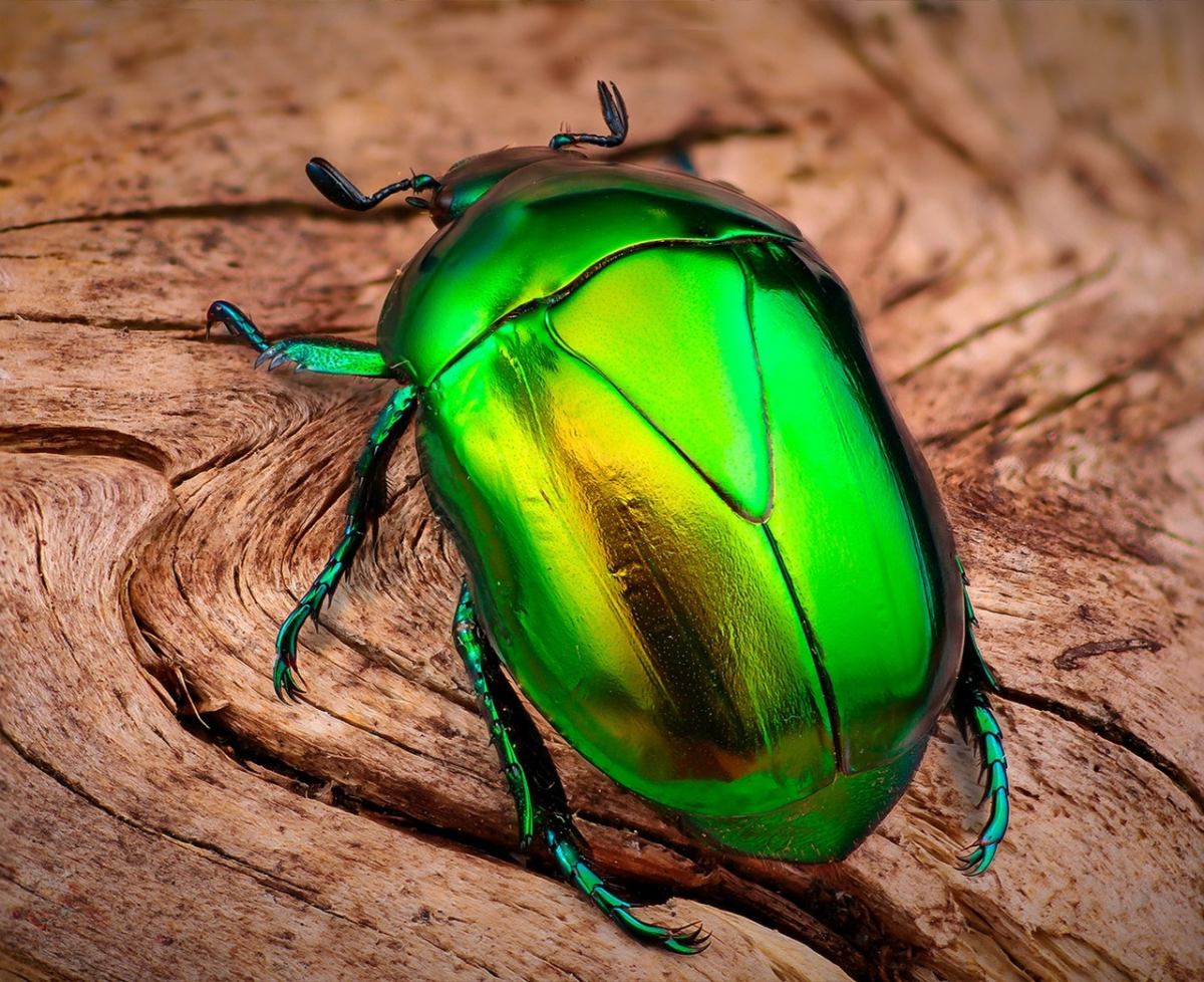 Скрытоголовка синяя Жук