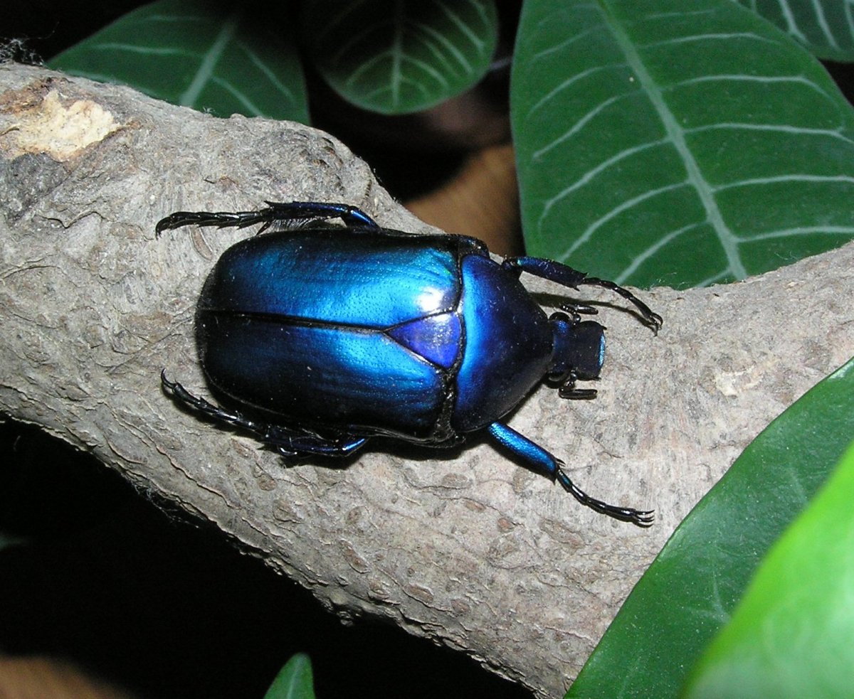 Синие жуки листоеды